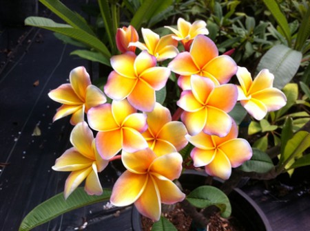 プルメリア Del Ray Peach Del Ray Peach Plumeria 4117 - Etsy